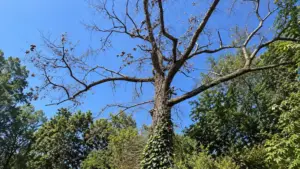 How to tell if a tree is dangerous - warning signs of a hazardous tree