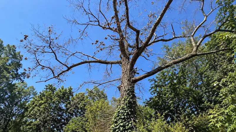 How to tell if a tree is dangerous - warning signs of a hazardous tree