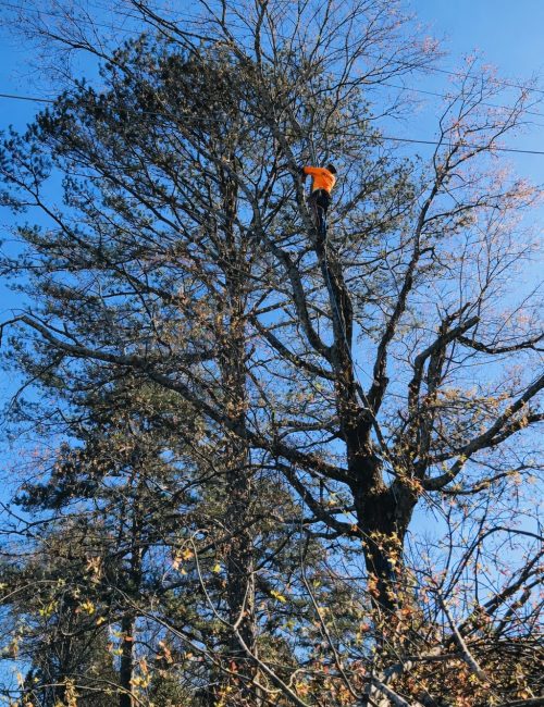 website pic climbing high AI enhanced copy